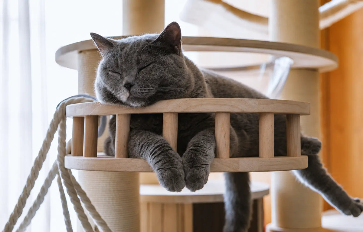 Arbre à Chat