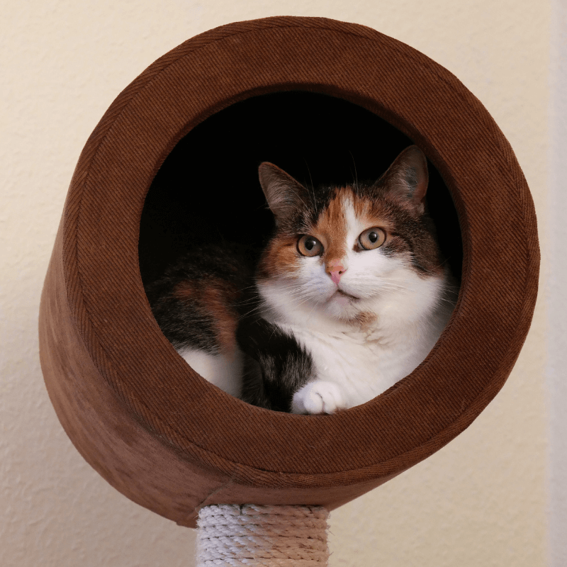 Arbre à chat en bois