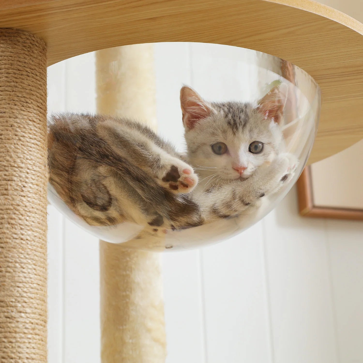 Arbre à Chat Design Bois 180 cm – Stable Multiniveaux avec Hamac, Niche et Griffoirs pour 5 Chats